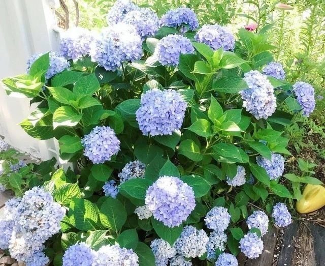 6种花一天不浇水,叶子就耷拉,缺水3天就死翘