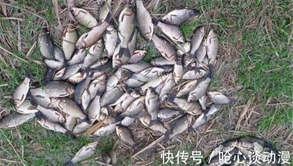 深秋初冬钓鲫鱼，这些地方已经没有鱼了，鱼都转移到了这些位置！