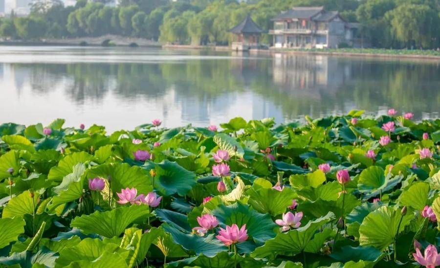 荷花|这座齐鲁古城已美了上千年，四季绚烂皆美景！没来过就太遗憾了