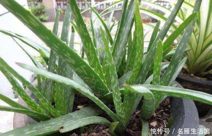 芦荟|家里就养4种花,耐旱又耐晒,招财纳福,好运天天到