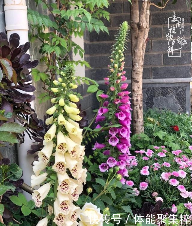 在茜的多肉小院里,花时间种快乐!在茜的多肉小院里,花时间种快乐!