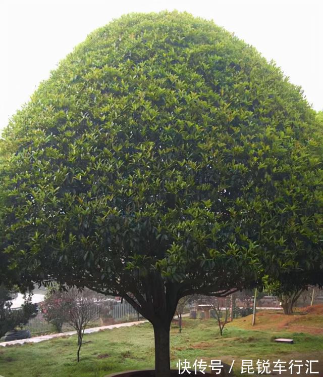 院子里有空地就种这“三种树”,没地挤挤也要种,寓意深远还旺家