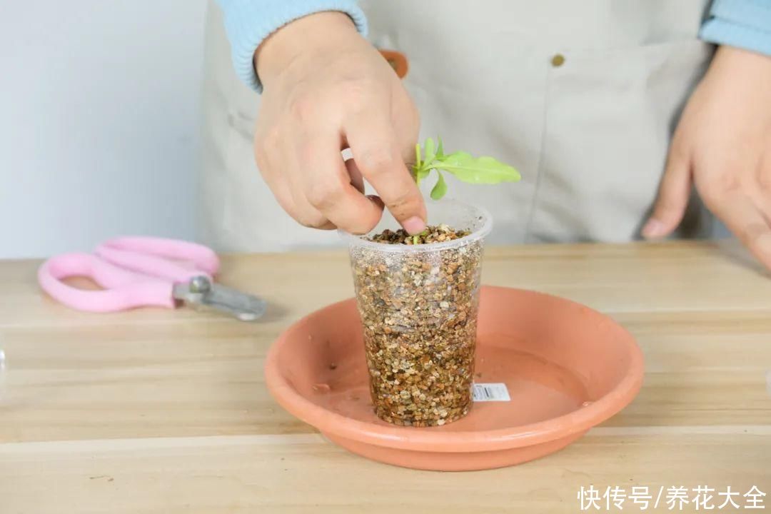 11种常见花，现在扦插，成活率特高