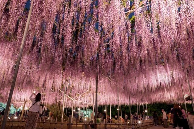 日本足利：紫藤花开