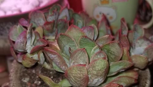 多肉叶子打卷发蔫，别扔掉，这样一抢救，马上恢复精神