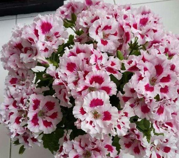 适合家里养的4种花,全年开花不长虫