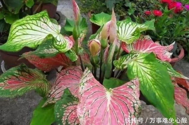 此花超漂亮,沾土就活,家里养一盆,招财又纳福!