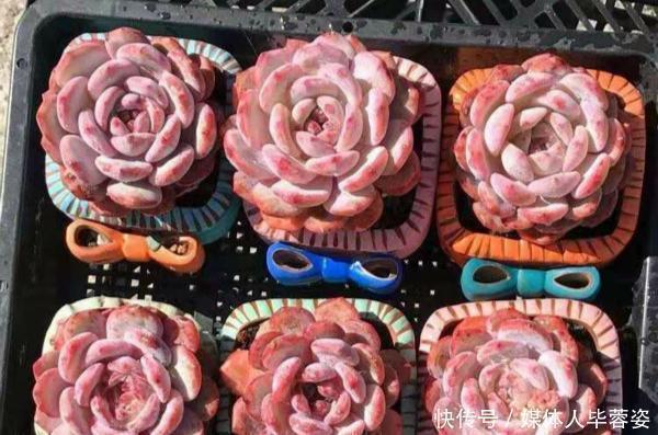 橙梦露橙梦露|9种多肉,贵且难养,怕晒怕淋爱秃长,买了多半成鸡肋