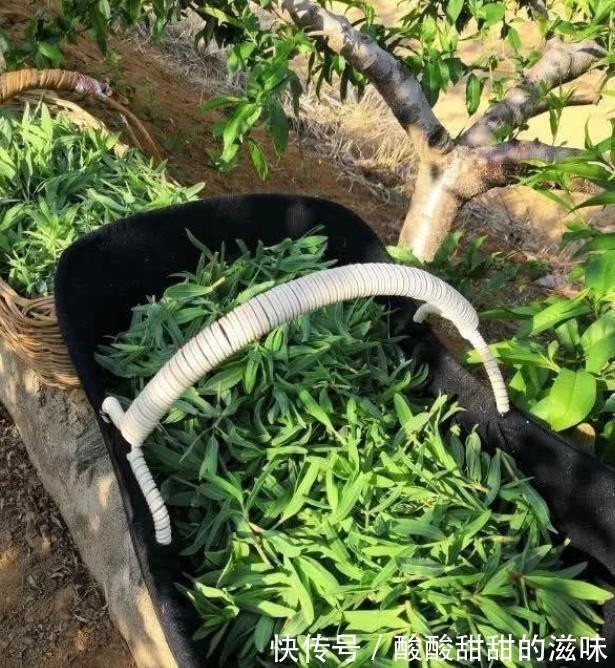 野菜|农村一种“野草”,两小时“掐”一篓子,能包包子,城里卖60一斤