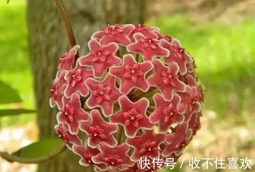 植物|神“造”般的植物奇景,仿佛画作精品,小编已深深着迷!