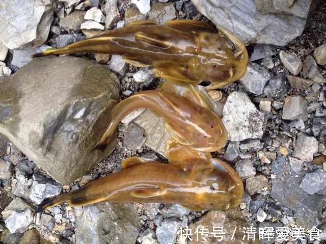 石爬子鱼,虽躲进湍流里生长,依然躲不过1000元一斤走上餐桌