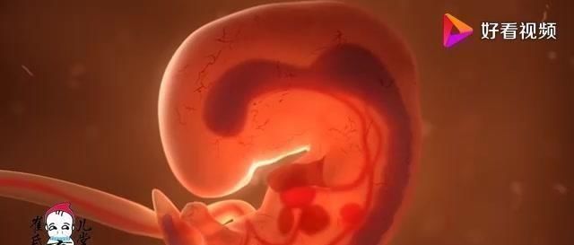 宝宝|孕4月到孕6月,胎宝宝每个月都发育了什么,有点奇妙