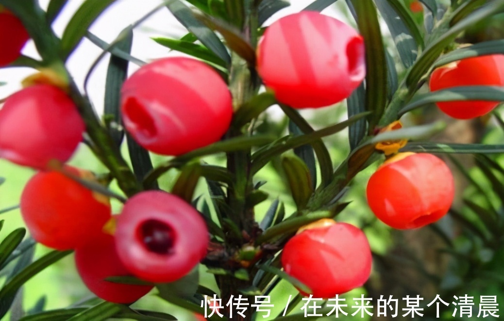 食物|女人不想老得快，脸上长满皱纹，3种食物，可美容养颜，人显年轻