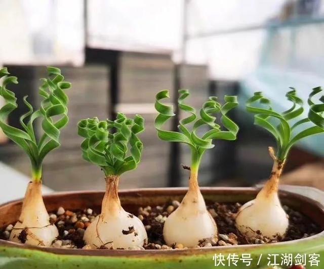 家里养几盆弹簧草,叶子卷曲似弹簧,清新雅致、个性十足