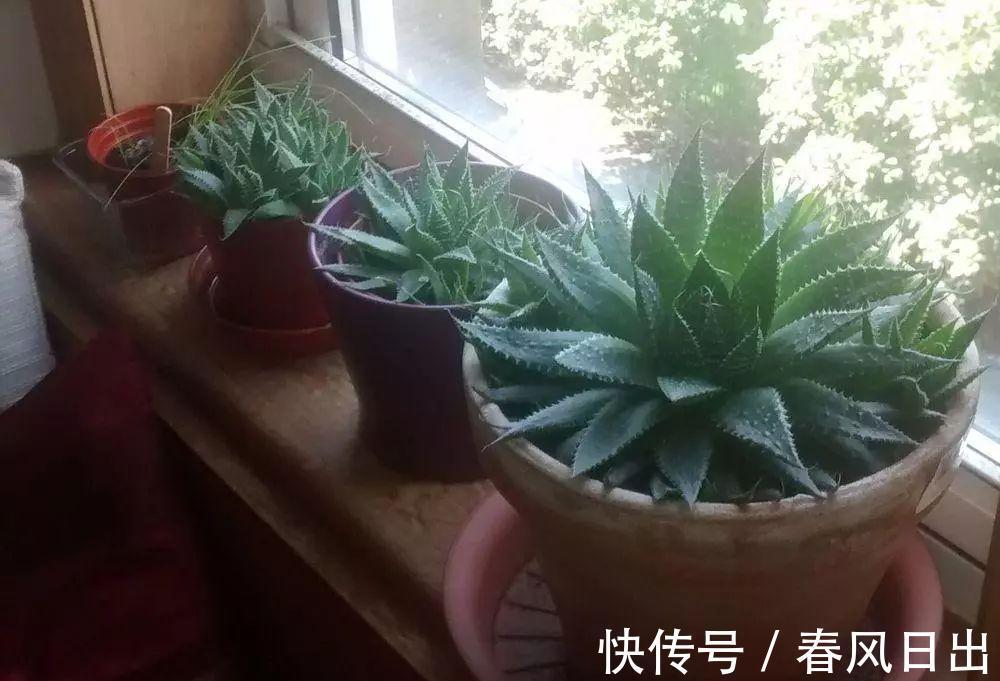 芦荟有什么用途?养护存在哪些方法技巧?