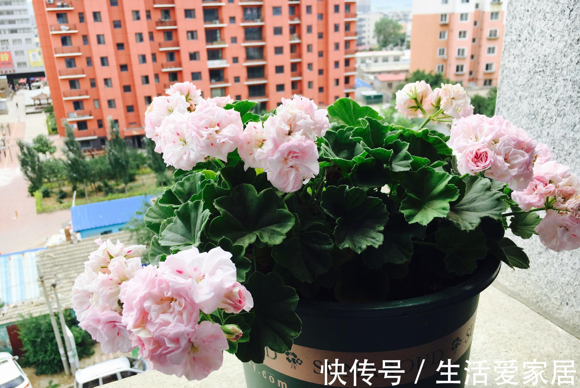 阳台|天竺葵“白鼠”,花美若玫瑰,丰花勤花,栽培简单,很值得拥有