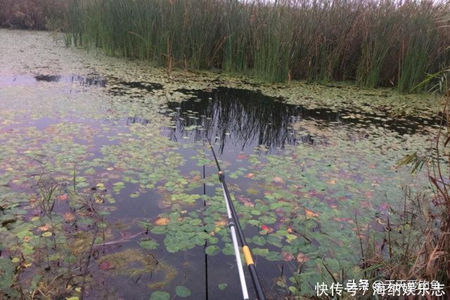 冬钓大鲫鱼,钓深还是钓浅?天冷要找这种地方,鲫鱼在这里扎堆