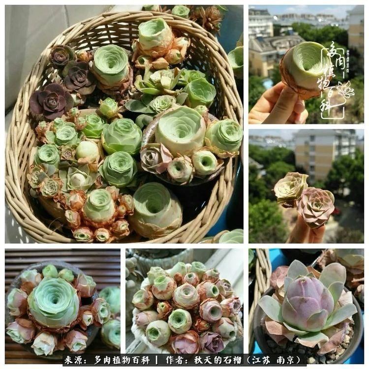 渡劫归来的肉肉,谁是谁的前世,谁又成了谁的今生