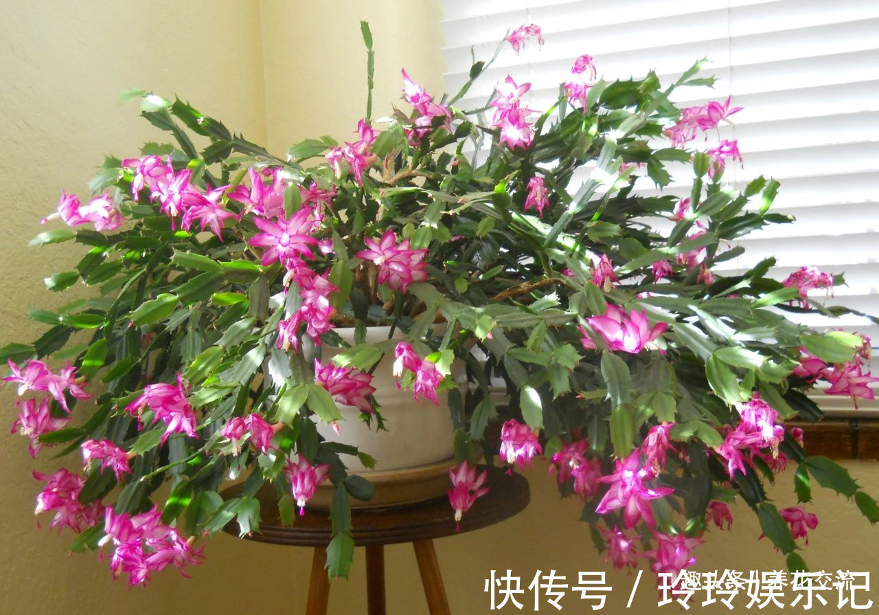 养盆栽蟹爪兰掌握10点就足够,看完就知道为啥叶子干瘪、不开花