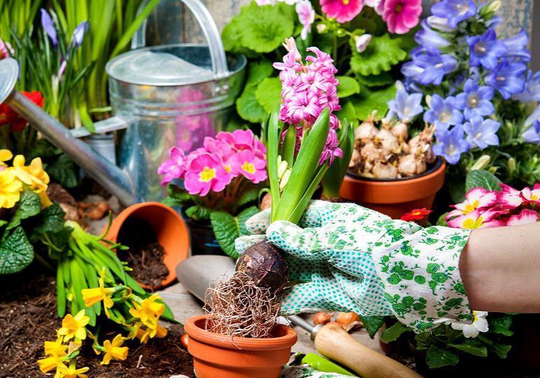 养花那些事,把握六要素,那就不是事