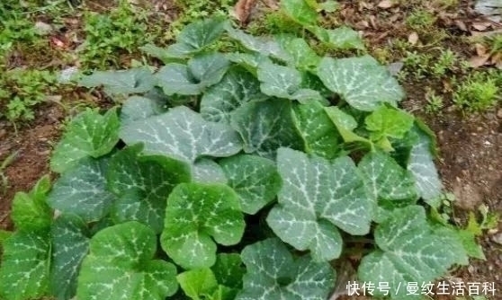 明朝|明朝才引进我国的蔬菜，过去是人们的主食，现在5毛一斤无人要？