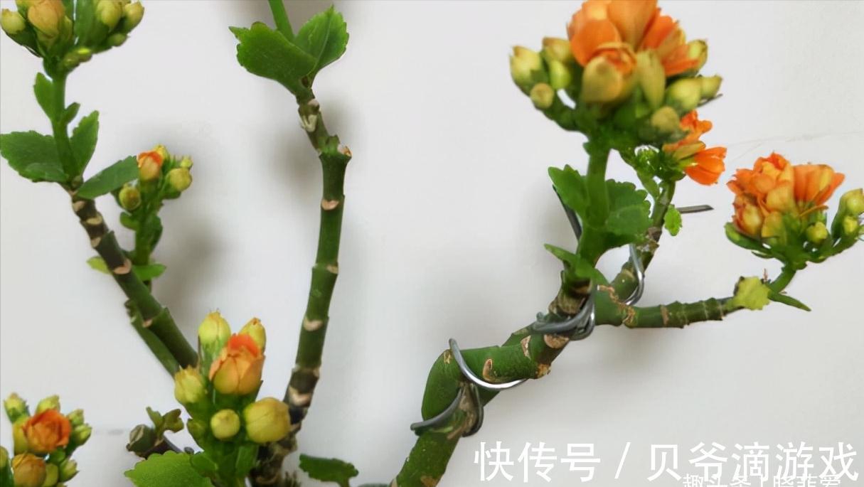 适合客厅养的“6种花”,一个比一个好养,一个比一个好看