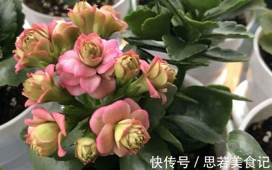 净化|七种花很“养人”，卧室客厅放几盆，好看吉祥“睡得香”