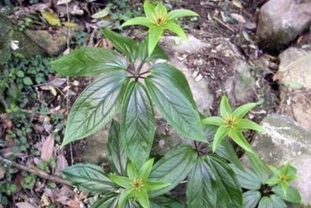竹子下的1种“杂草”,看到别去踩,晒干后1斤“500元”,珍贵