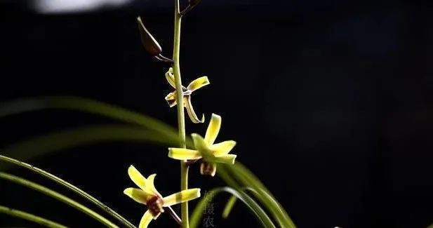 种植|种植兰花,不注意这几点,很难养出壮苗不易开花