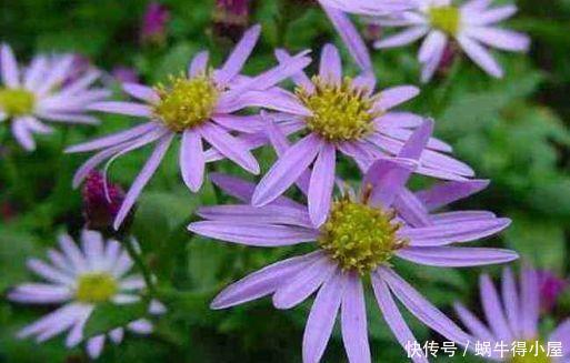 阳台养花,不妨试试此4款植物,花色艳丽灿烂无双,美观大气