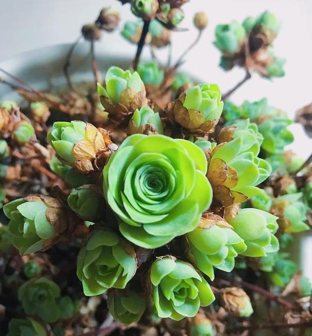 用生命开花的3种多肉植物，开完就死，你家有的话要小心