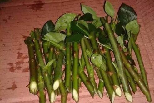 花卉|春天扦插抹点它,3天就能生出大白根,不花一分钱,蹭蹭撑爆盆!