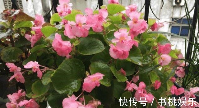 扦插|这几种花现在就要扦插,发芽窜枝速度快,下个月能赶上开花