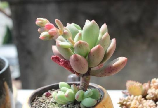 冬季温度|冬季室内养多肉,“3种水”尽量不要浇,才能不徒长,养出好状态