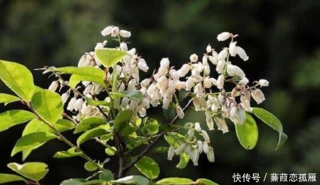 饭子|农村这野果有个外号叫“野蓝莓”,人们都爱吃,但却不知其功效!