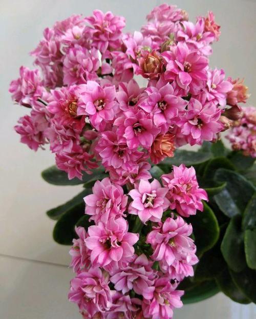 长寿花|家里养花选它,小盆种少浇水,容易长满盆,适合新手!