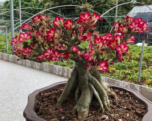 沙漠玫瑰换盆,做好3个“必须”,快速恢复不烂根,年年开花爆盆