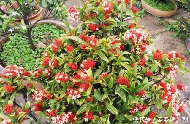 这种“漂亮”的花卉，适合养阳台，家里栽2盆，长得旺、花开多