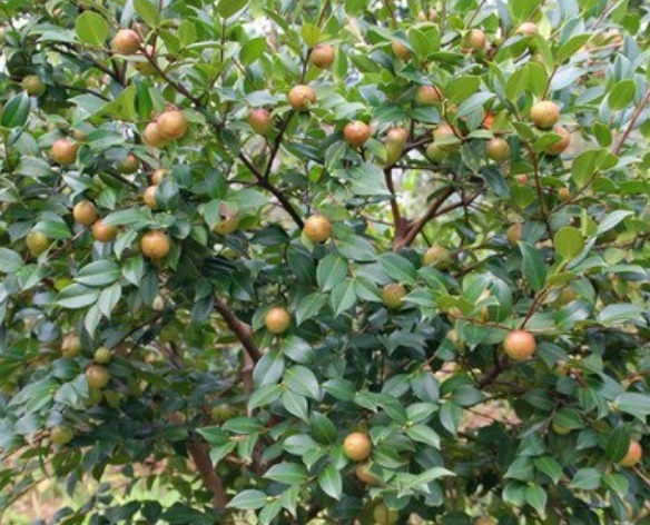 茶油|农村野果以前掉落一地无人要!现在榨油一斤200元!宝妈们最爱!