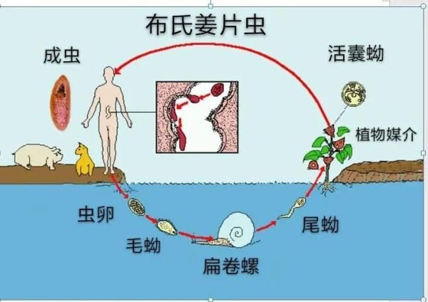 姜片虫|90后姑娘体内取出2条活虫，竟是这种“脆甜美食”惹祸！