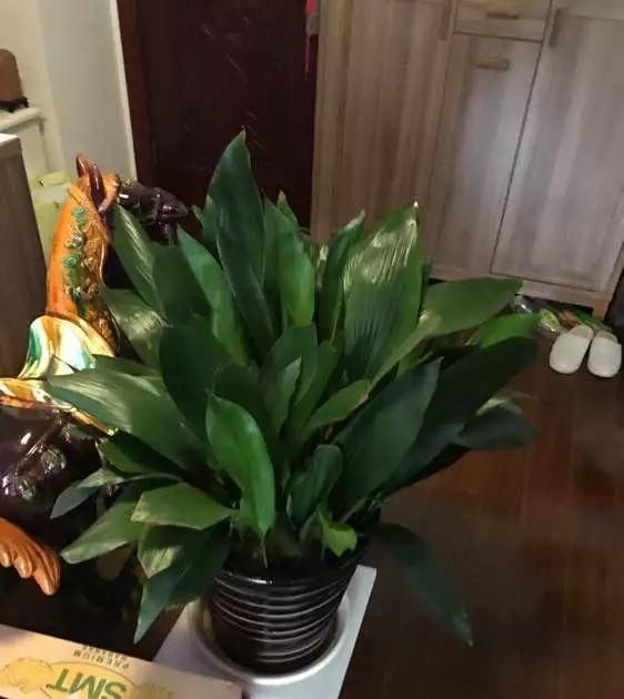 吊兰|4种花卫生间必养，耐阴除湿，漂亮好看生机旺