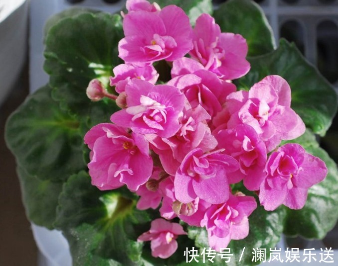 非洲|非洲堇养不好老农有“不死秘诀”,10天就爆盆,年年花开四季