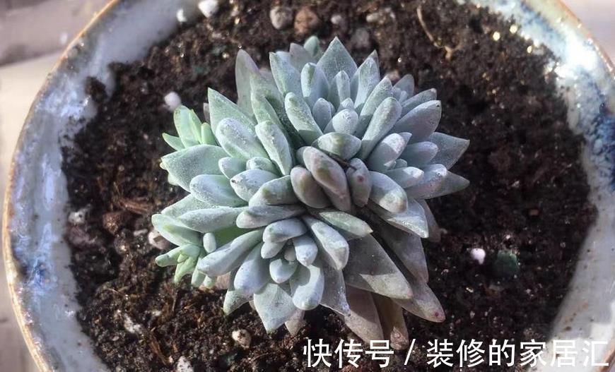 花友们|草木灰养多肉,取材简单好制作,效果好得出奇