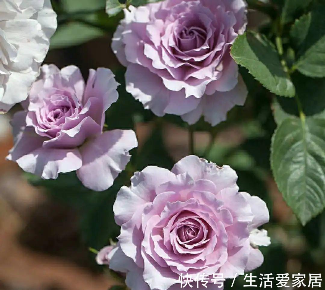 茶花|3种花,进入9月容易“饿”,多晒太阳,施对肥,很快开出碗大的花