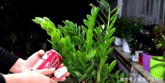 开花|张大爷养花,加点生长剂,叶绿开花多,养啥都爆盆