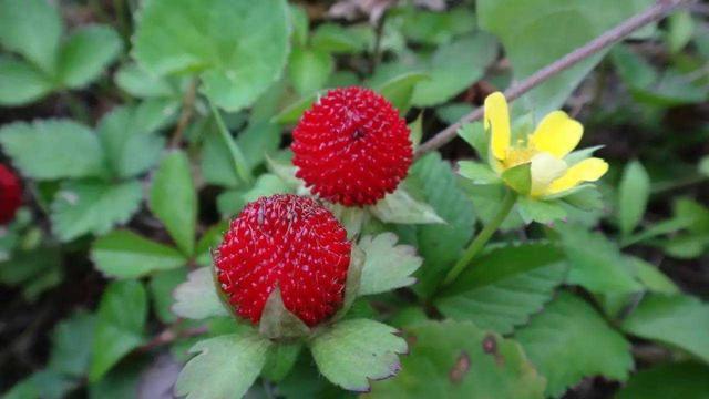 生活环境|农村路边这种野果,儿时老人叮嘱不能吃,长大后才知道它价值珍贵