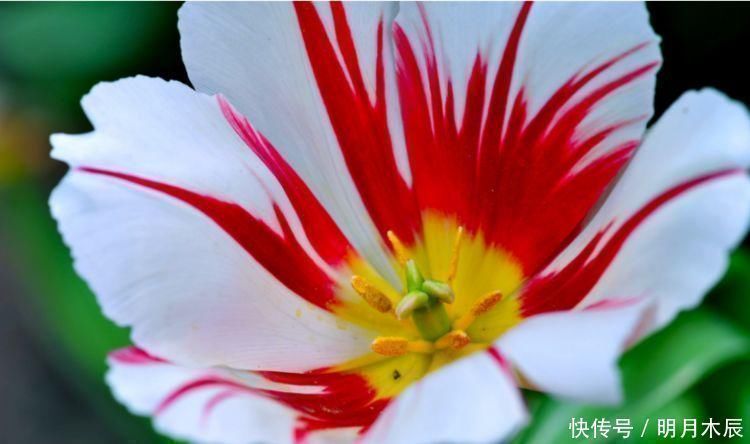 一年都能开花的四种花卉,从头开到尾,比绿萝好养,比牡丹好看