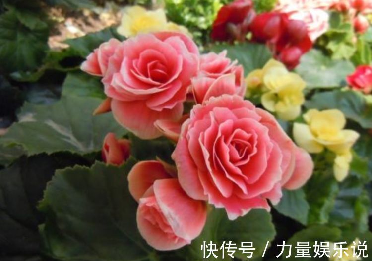 开花最香的4种花，家里养一盆，适应性强、花朵绚丽多彩