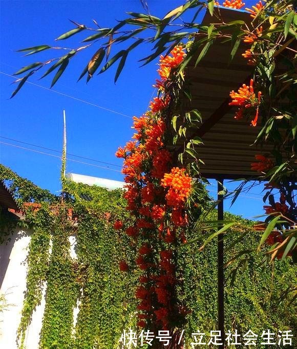 院子里养棵“它”,3年爬满墙,冬天开花太漂亮,邻居纷纷跟着养!