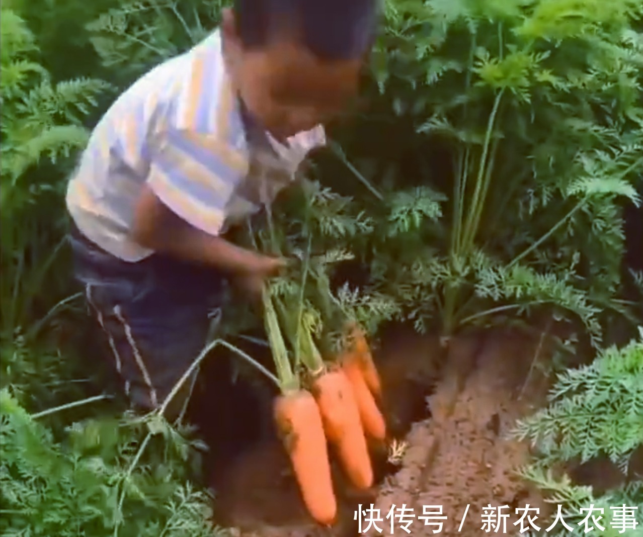 垫脚石|山东一小男孩火了，动作麻利地帮大人干农活，父母却欣慰又心疼